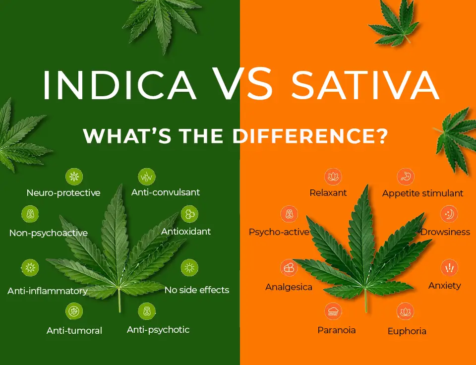Indica vs sativa