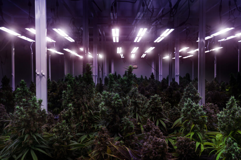 Unlocking the True Value: Why Premium Cannabis Flower is Worth Every Penny!