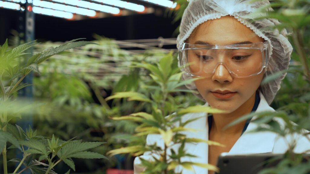 Understanding Cannabis Safety Testing: What You Need to Know